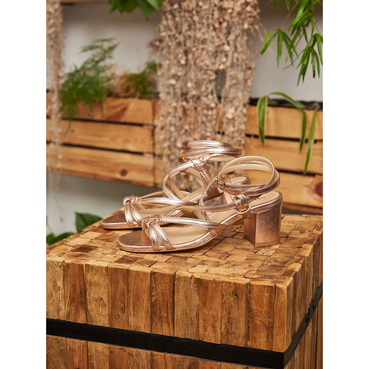 Hoya Rose Gold